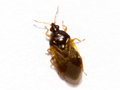 Orius vicinus
